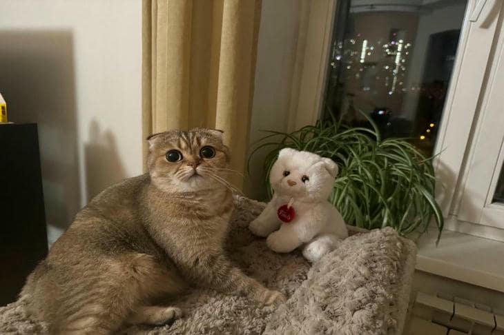 Come un gatto sceglie un padrone in una famiglia: l’alchimia non ovvia di attenzione e prevedibilità