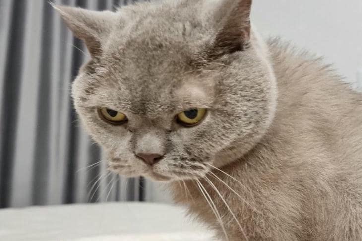 Come un gatto si trasforma in barometro un’ora prima di un temporale: i segnali nascosti che ignoriamo