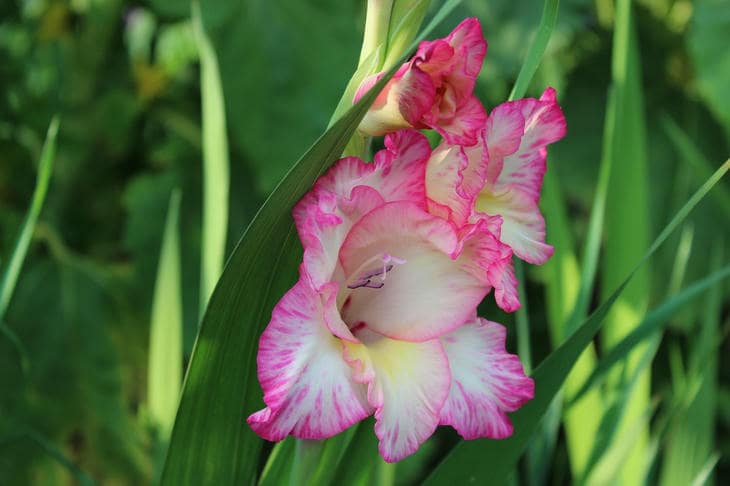Cosa succede se si pianta il gladiolo nello stesso punto: la lotta invisibile sottoterra
