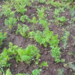 Cosa succede se si piantano carote nel caffè: un'unione inaspettata che ogni ortaggio a radice apprezzerà cosa-succede-se-si-piantano-carote-nel-caffe-ununione-inaspettata.jpg