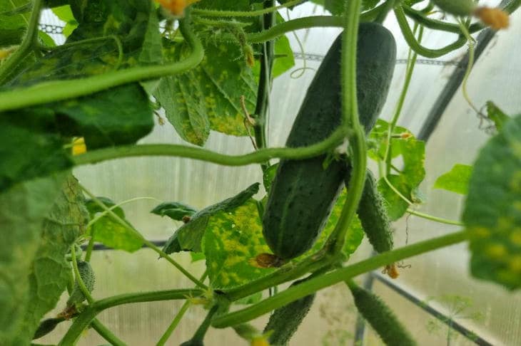 Perché i cetrioli hanno bisogno di latte e iodio: lo strano cocktail che cura meglio della chimica