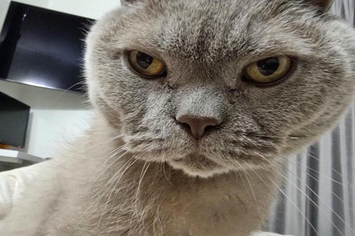 Perché il vostro gatto vi strofina con le zampe: un rituale che è passato dall’infanzia al linguaggio di fiducia