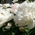 perche-le-peonie-non-fioriscono-se-le-annaffiate-solo-in.jpg