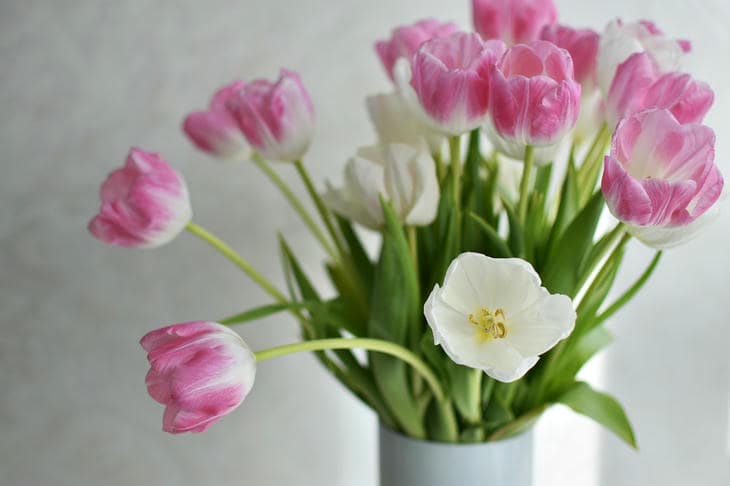 Perché mettere una moneta di rame in un vaso di tulipani: la chimica dimenticata degli steli resistenti