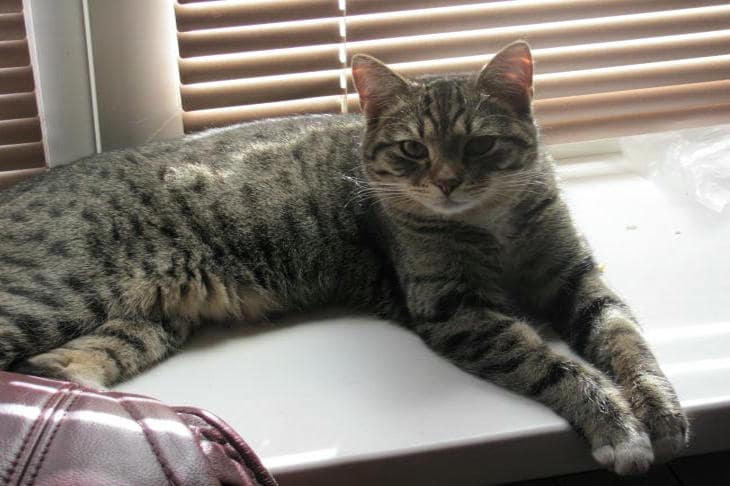 Perché sbagliate a pensare di conoscere il vostro gatto: la scioccante verità sul linguaggio che non riusciamo a sentire