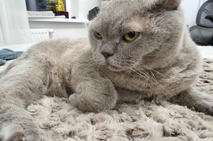 Perché un gatto ha bisogno di baffi sulle zampe: un sistema di navigazione nascosto di cui si parla raramente