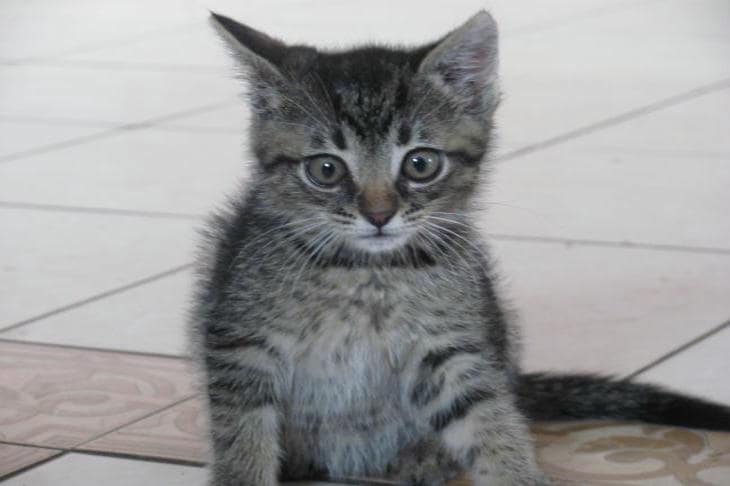 Perché un gatto non vi porta rancore ma fa finta di farlo: la neurobiologia della memoria felina