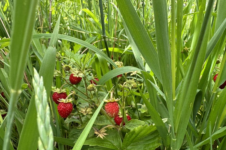 Quando non tagliare i baffi alle fragole: il periodo di silenzio che decide tutto