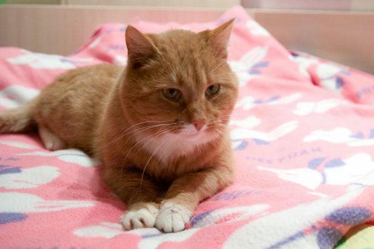 Quello che ancora non sappiamo sui gatti: i perché della scienza dietro lo sguardo del gatto